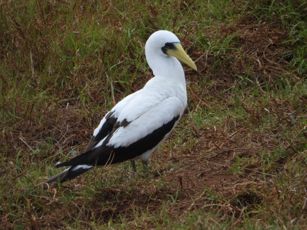 藍臉鰹鳥 - ML627944973