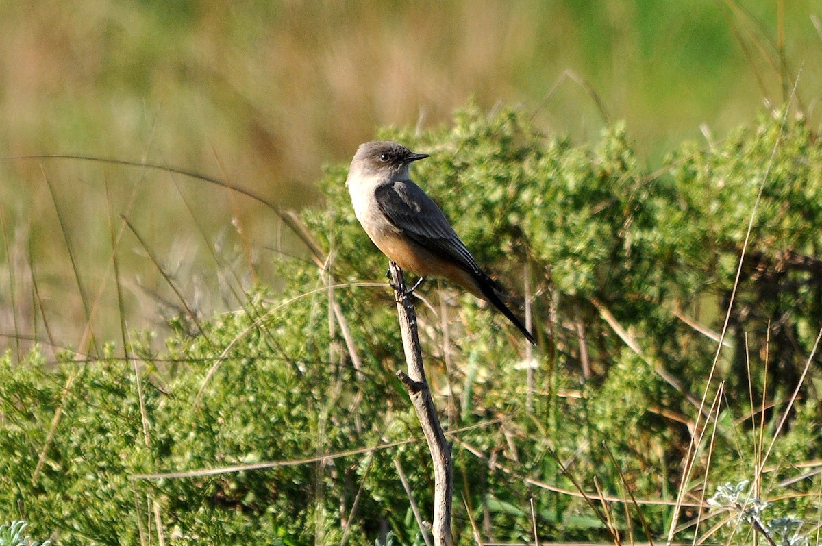 Say's Phoebe - ML627945054