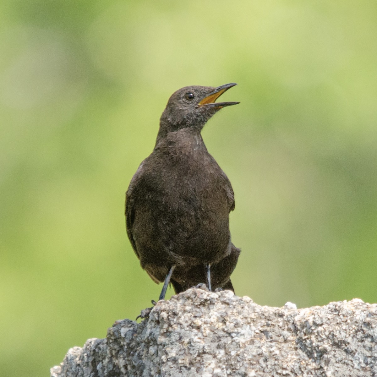 Boulder Chat - ML627945113