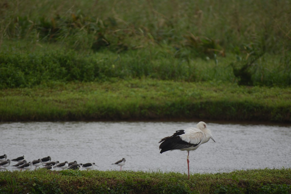 Oriental Stork - ML627945133