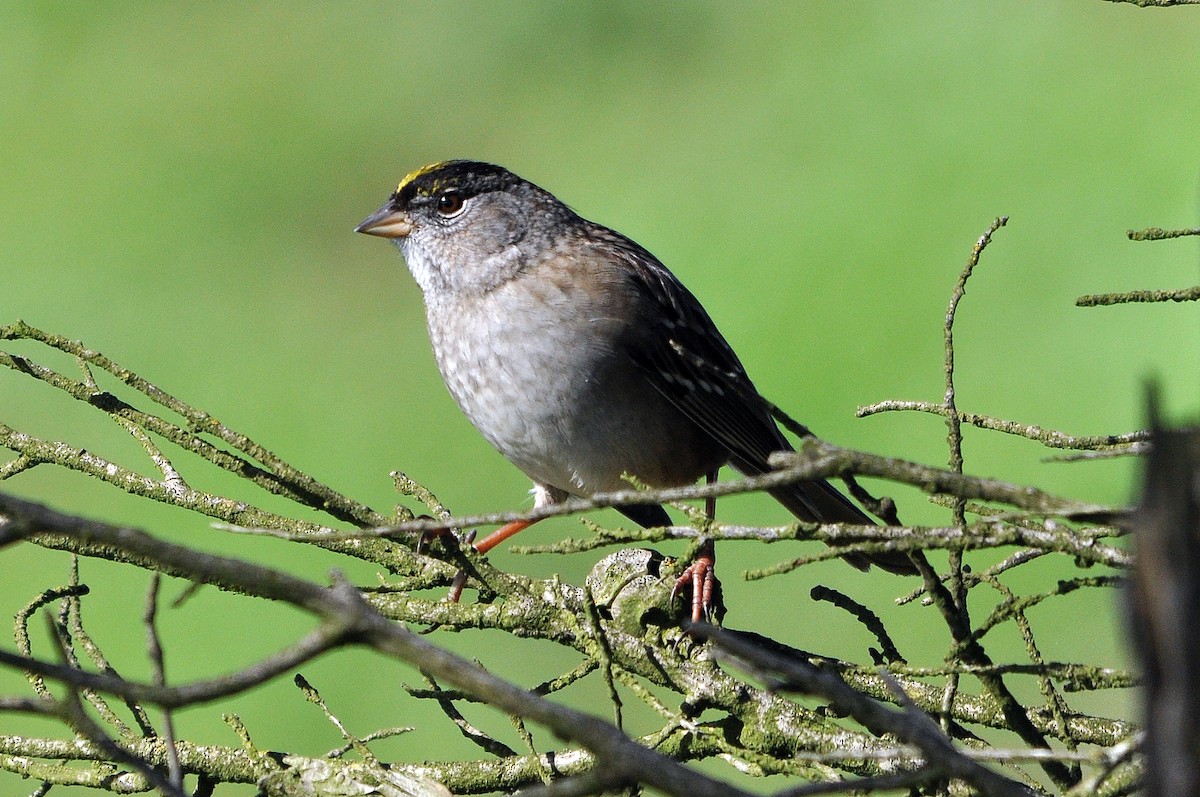Golden-crowned Sparrow - ML627945139