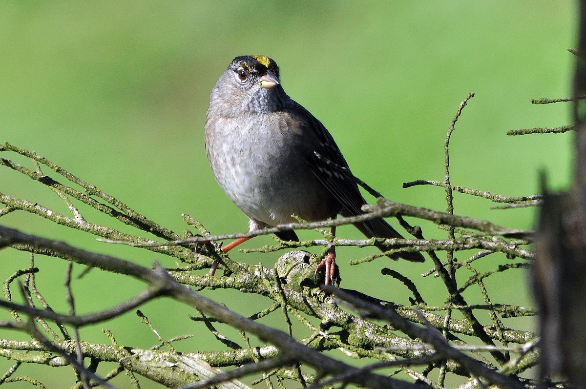 Golden-crowned Sparrow - ML627945140