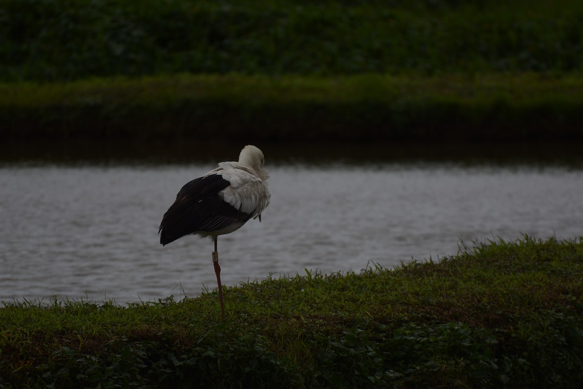 Oriental Stork - ML627945143