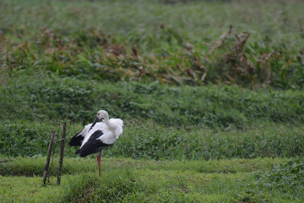 Oriental Stork - ML627945182