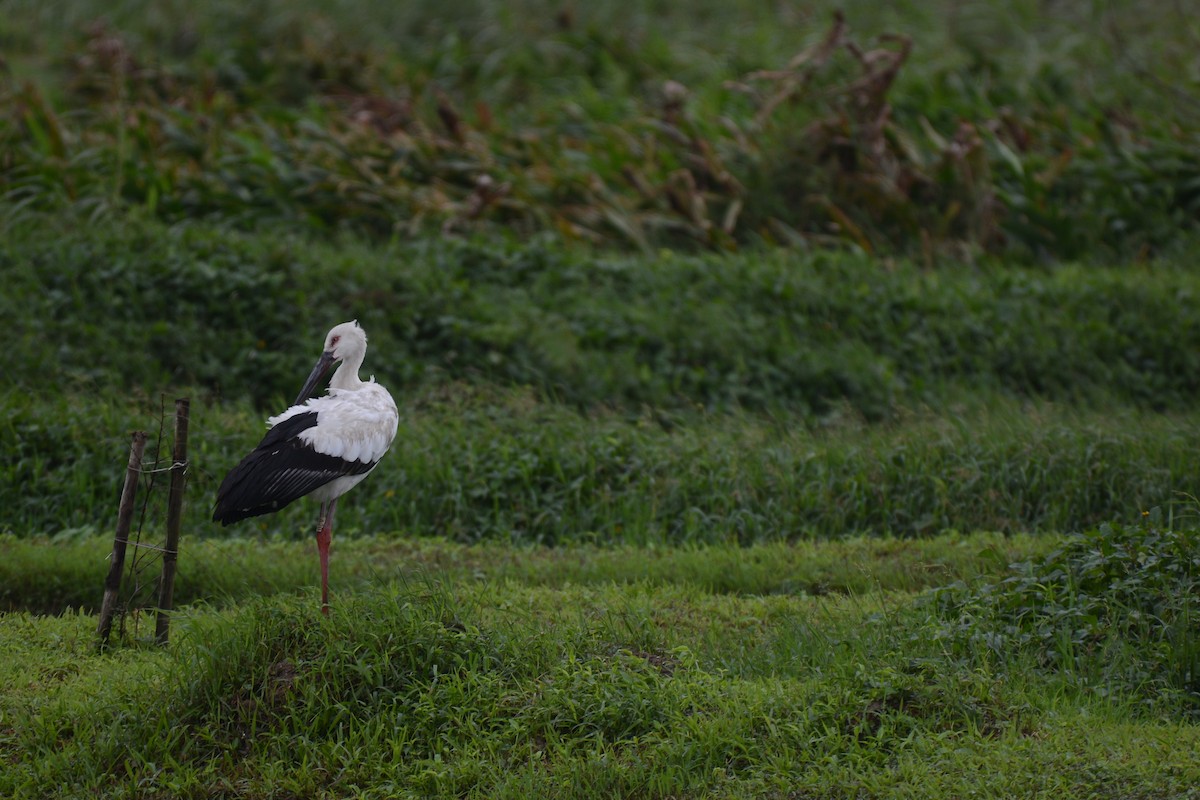 Oriental Stork - ML627945183