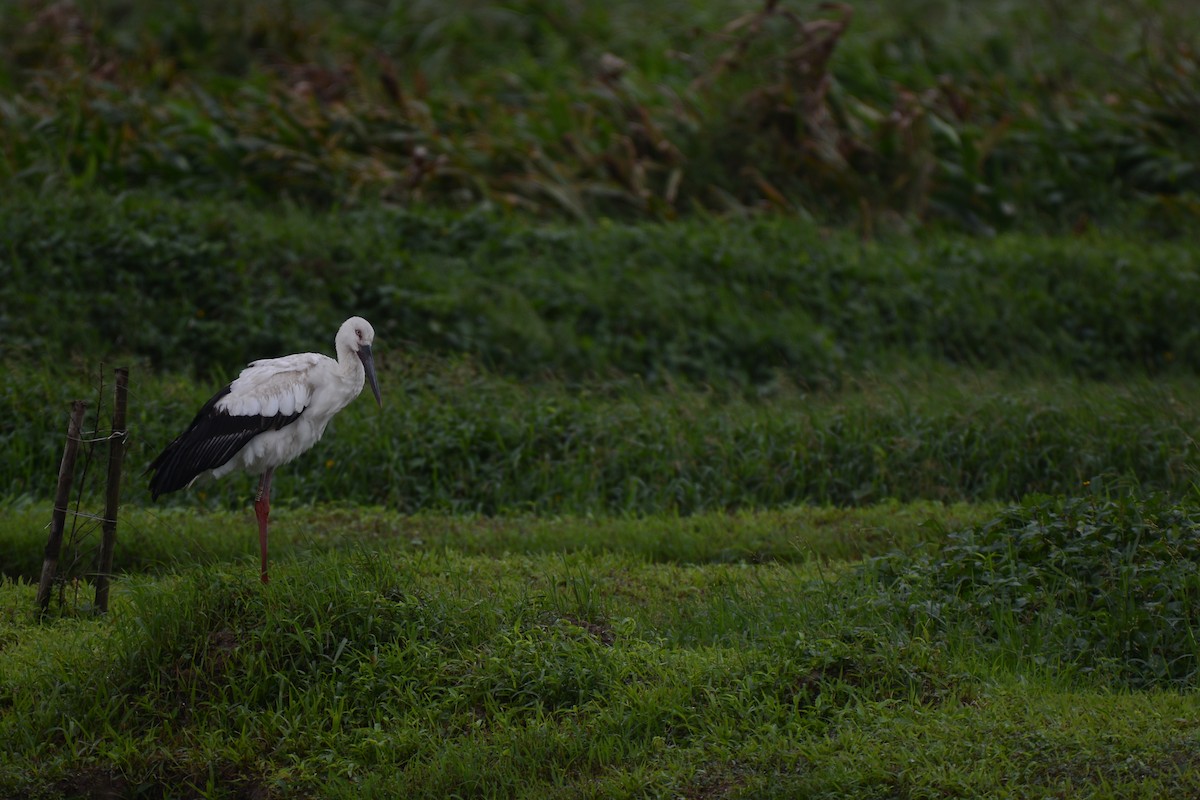 Oriental Stork - ML627945190