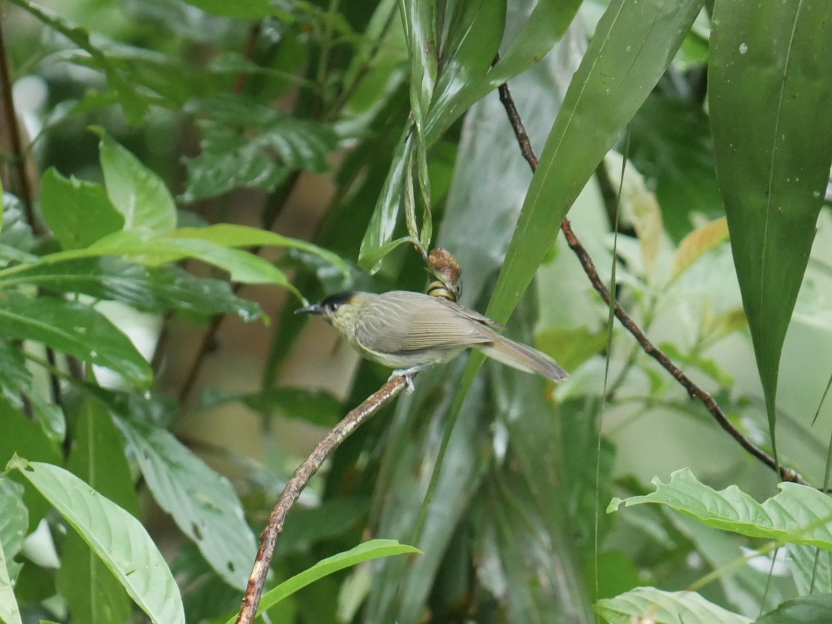 Calabarzon Babbler - ML627945214