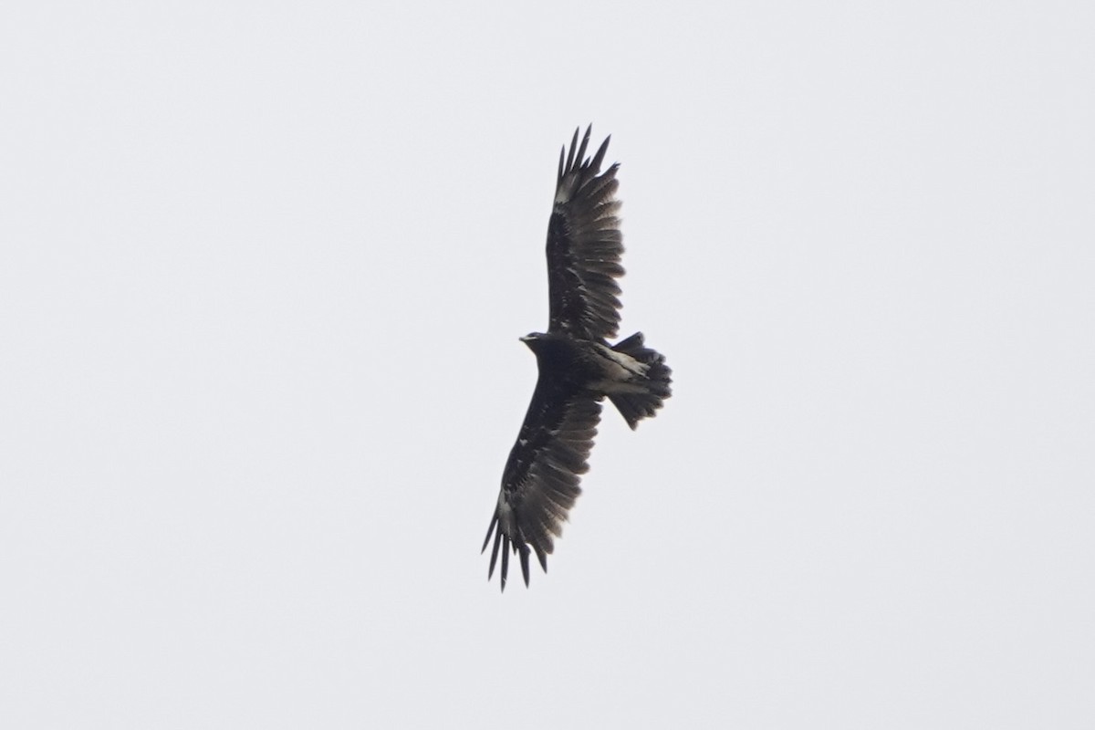 Greater Spotted Eagle - ML627945257