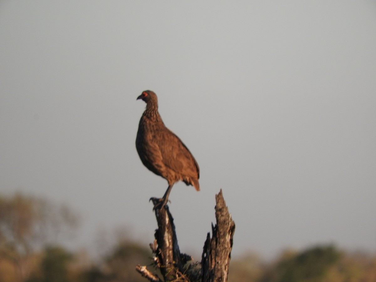 Swainson's Spurfowl - ML627945274