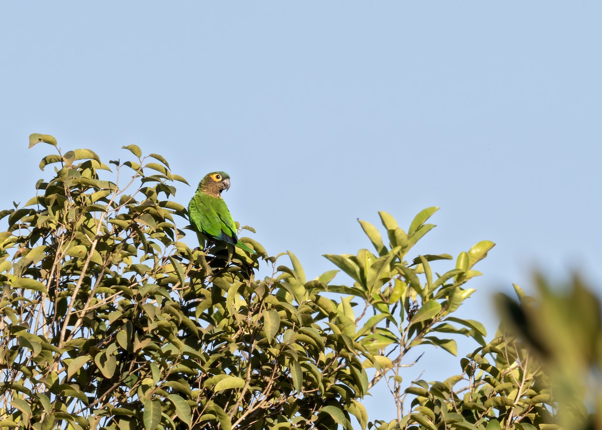 Brown-throated Parakeet - ML627945357