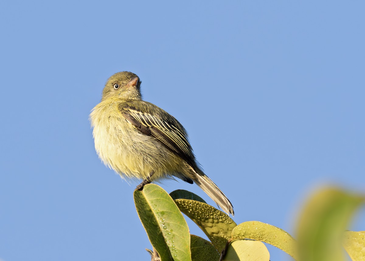 Chico's Tyrannulet - ML627945358