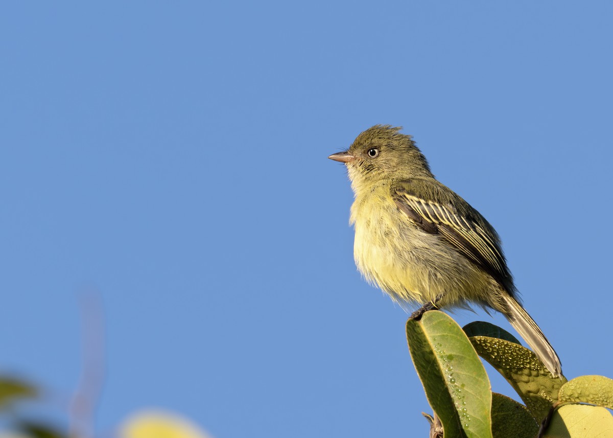 Chico's Tyrannulet - ML627945359