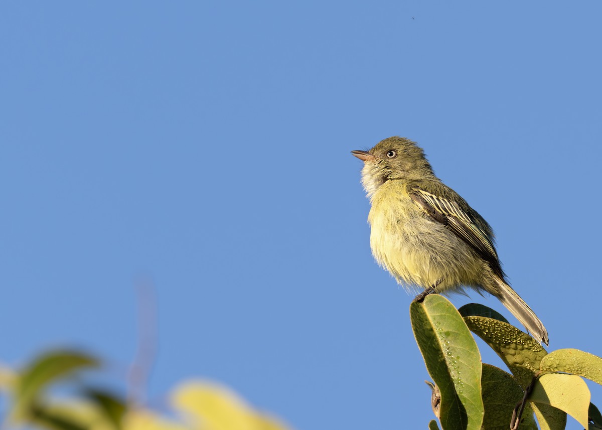 Chico's Tyrannulet - ML627945360