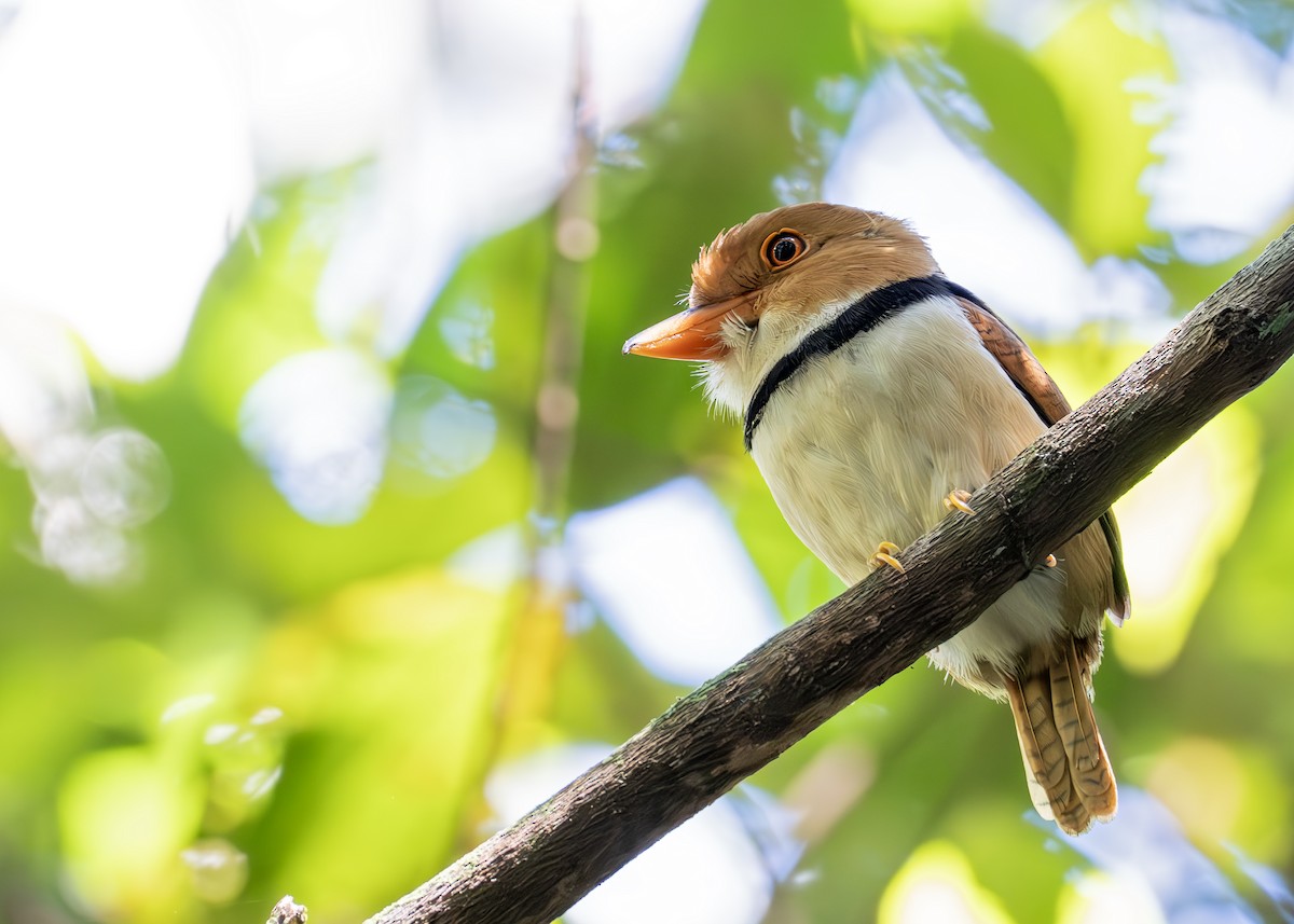 Collared Puffbird - ML627945376