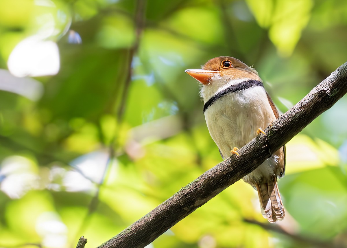 Collared Puffbird - ML627945377