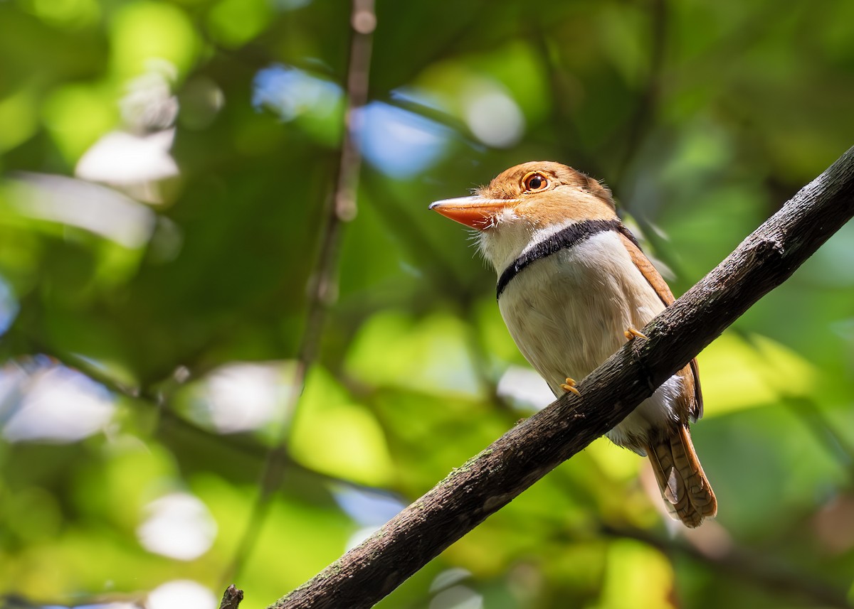 Collared Puffbird - ML627945378