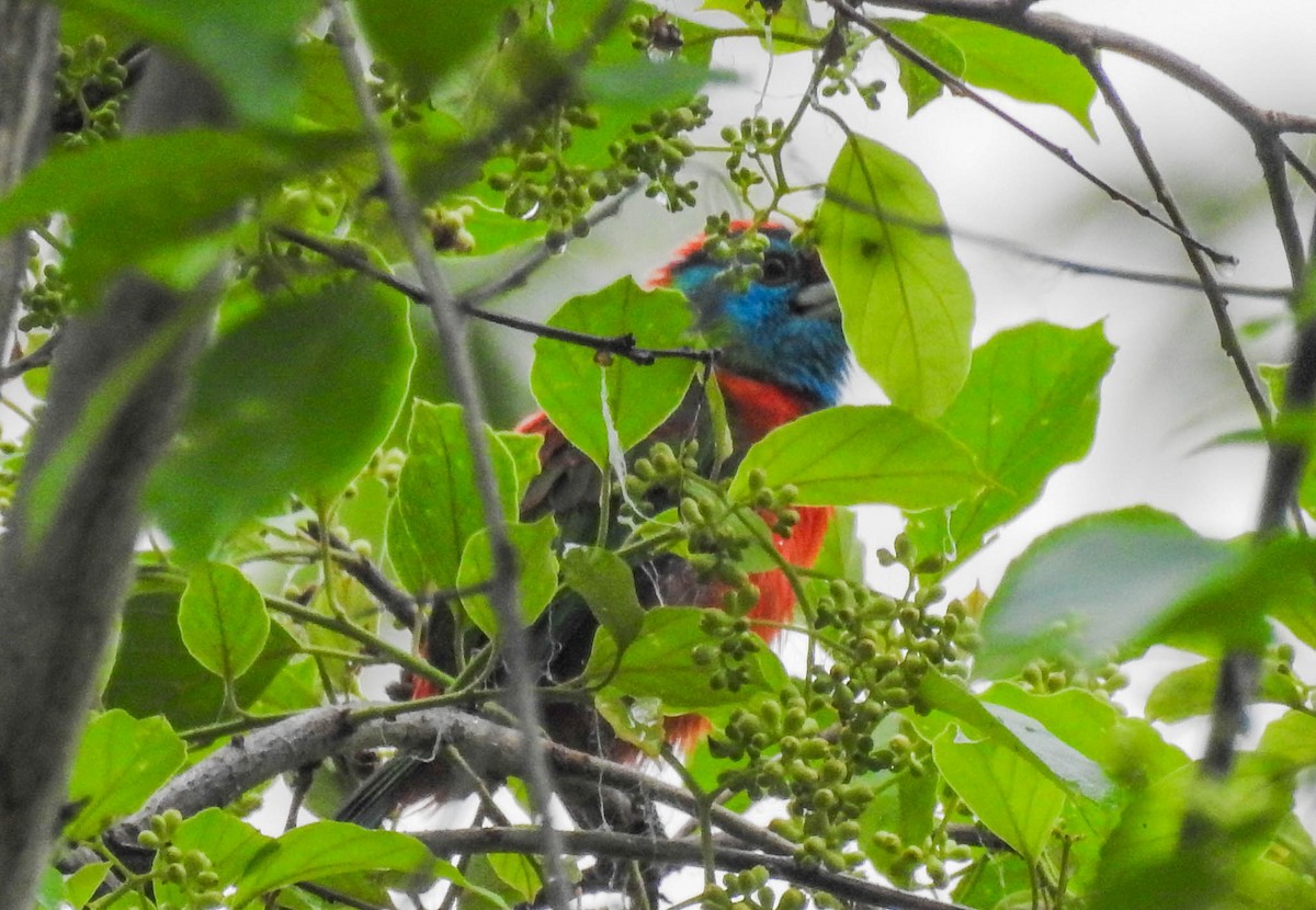 Blue-throated Barbet - ML627945466