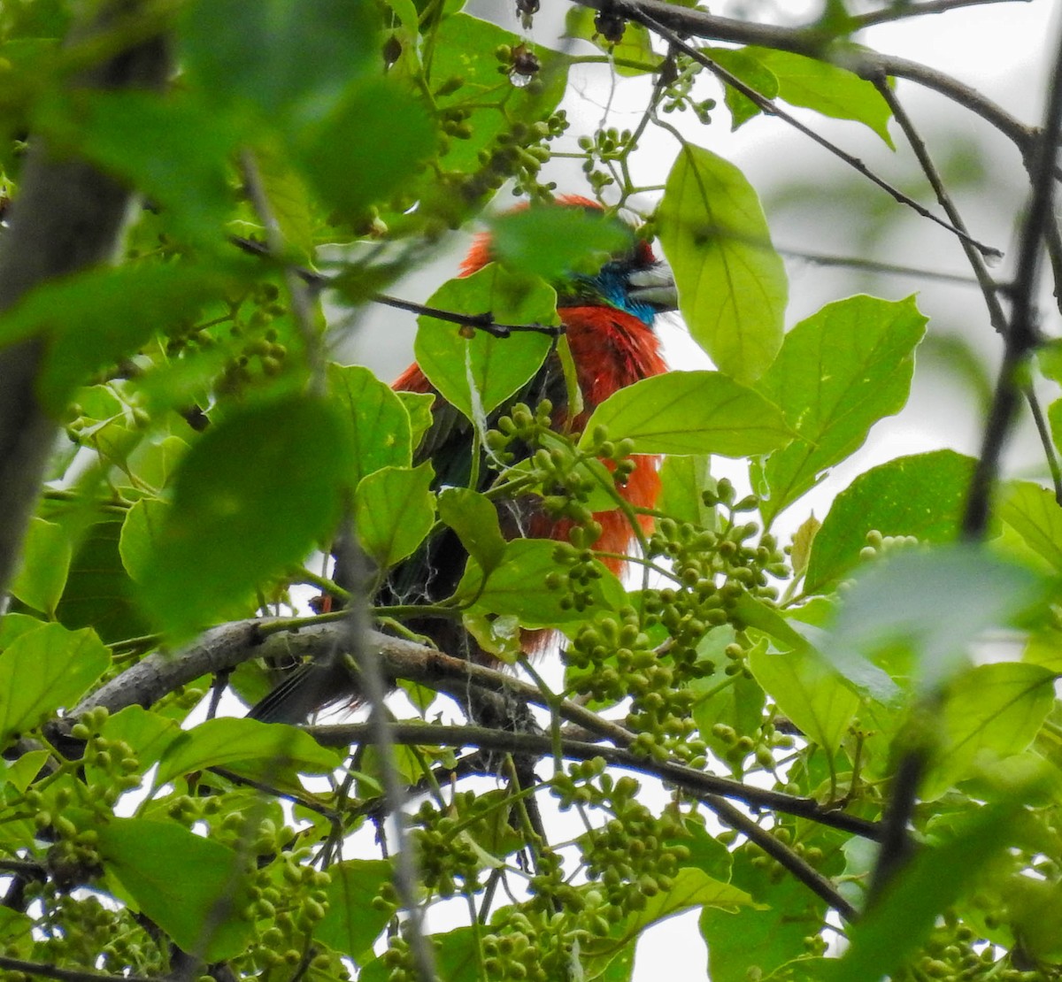 Blue-throated Barbet - ML627945467