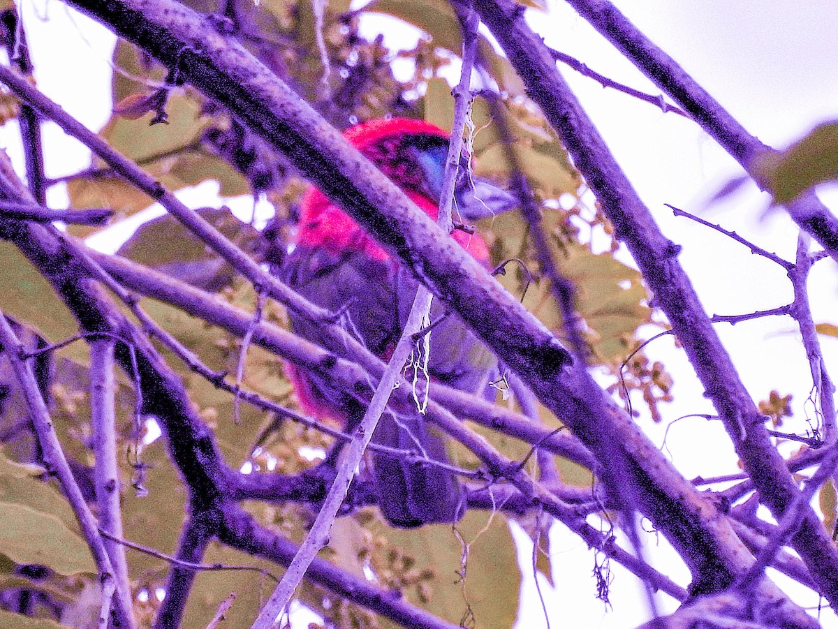 Blue-throated Barbet - ML627945468