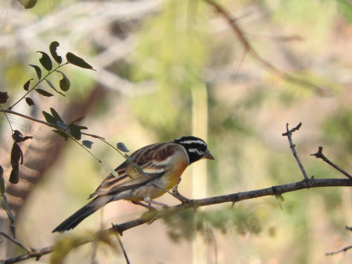 Golden-breasted Bunting - ML627945533