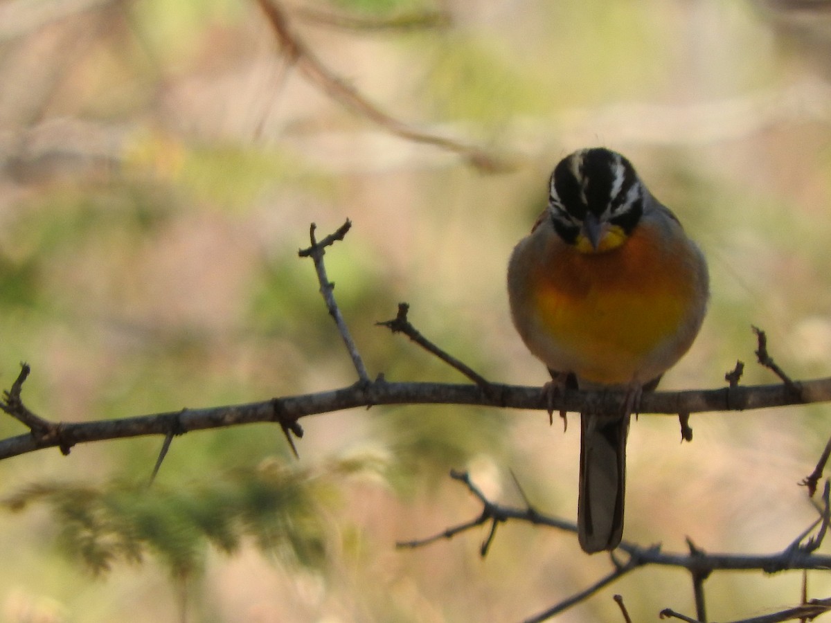 Golden-breasted Bunting - ML627945538