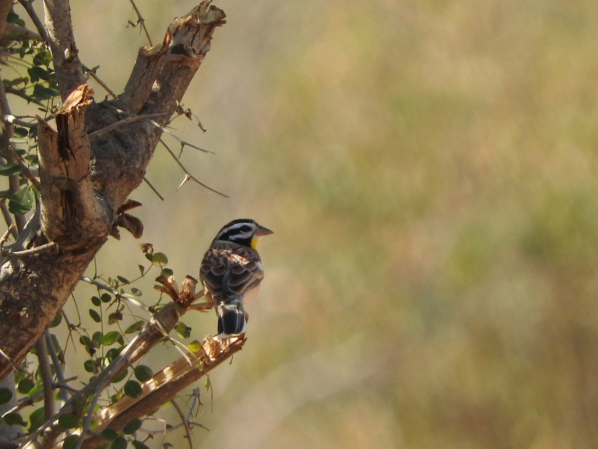 Golden-breasted Bunting - ML627945539