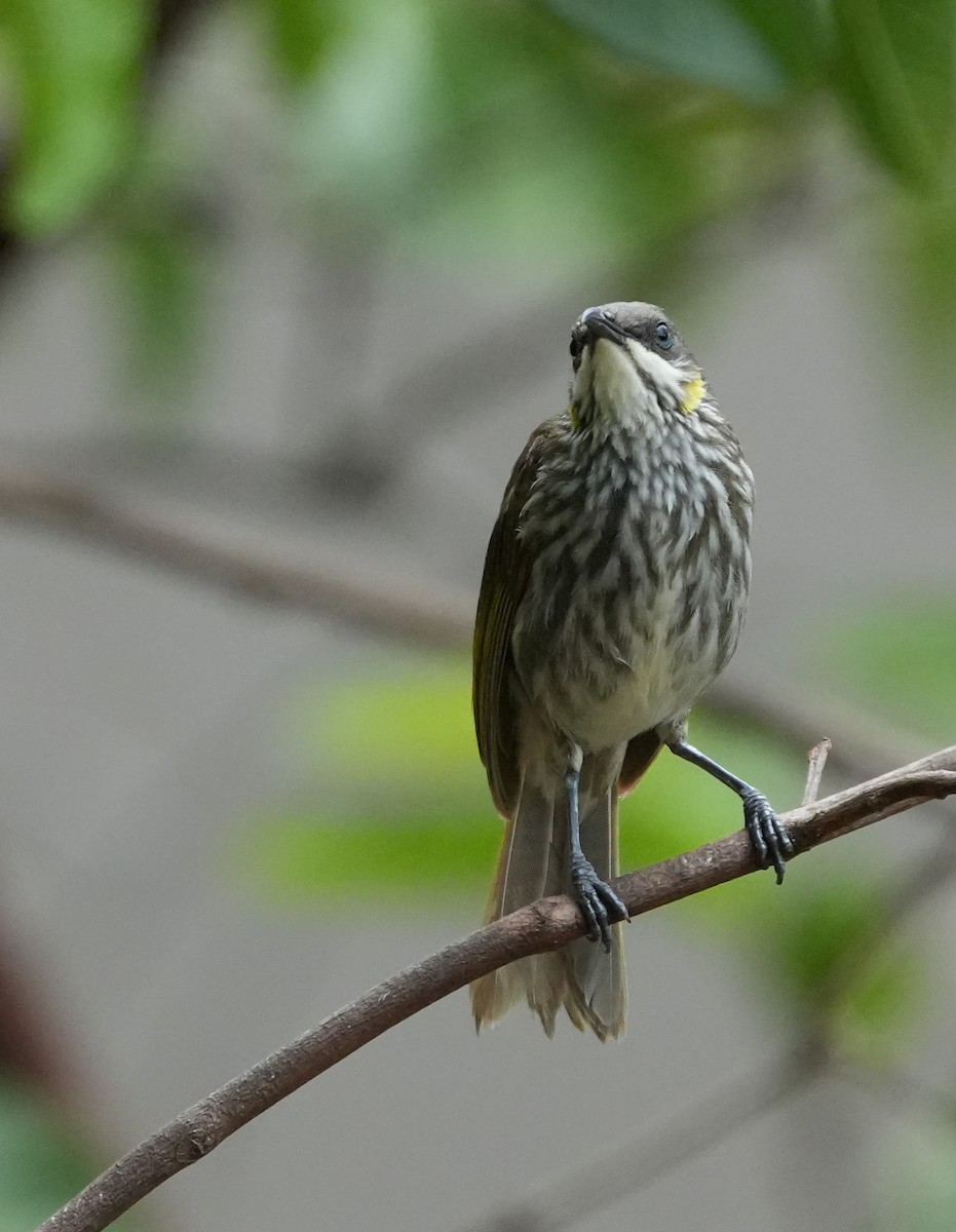 Streak-breasted Honeyeater - ML627945576