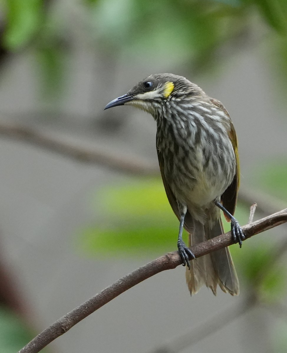 Streak-breasted Honeyeater - ML627945577