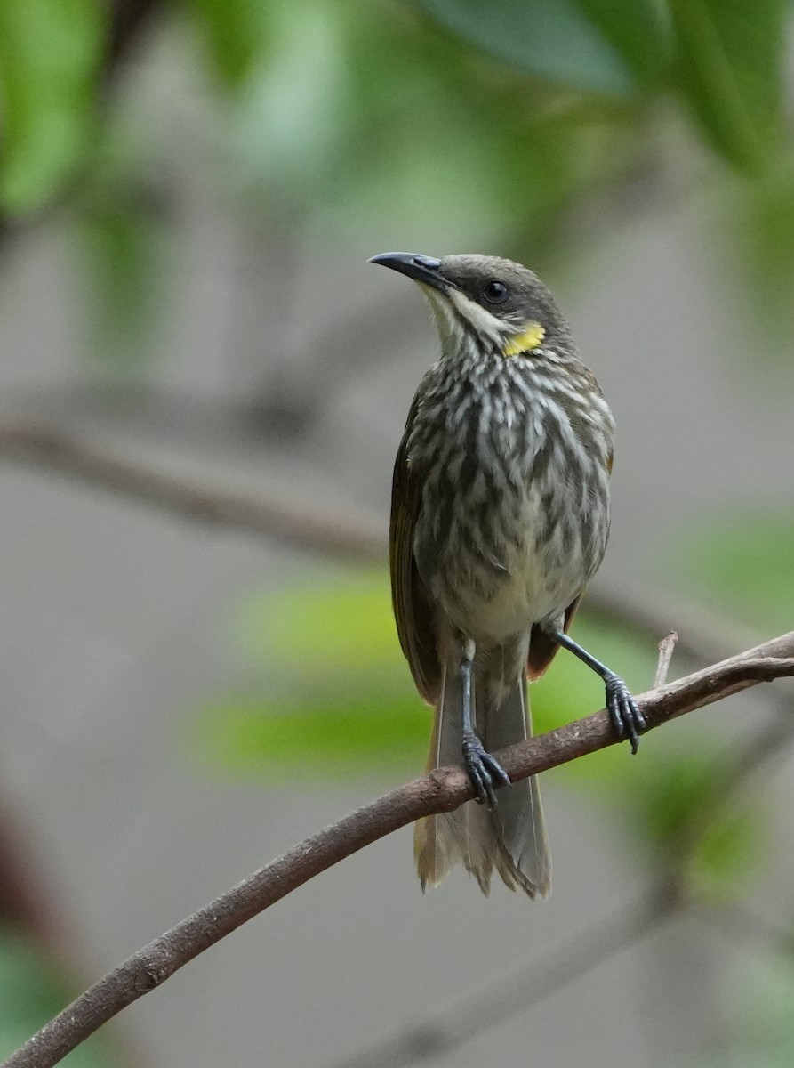 Streak-breasted Honeyeater - ML627945578