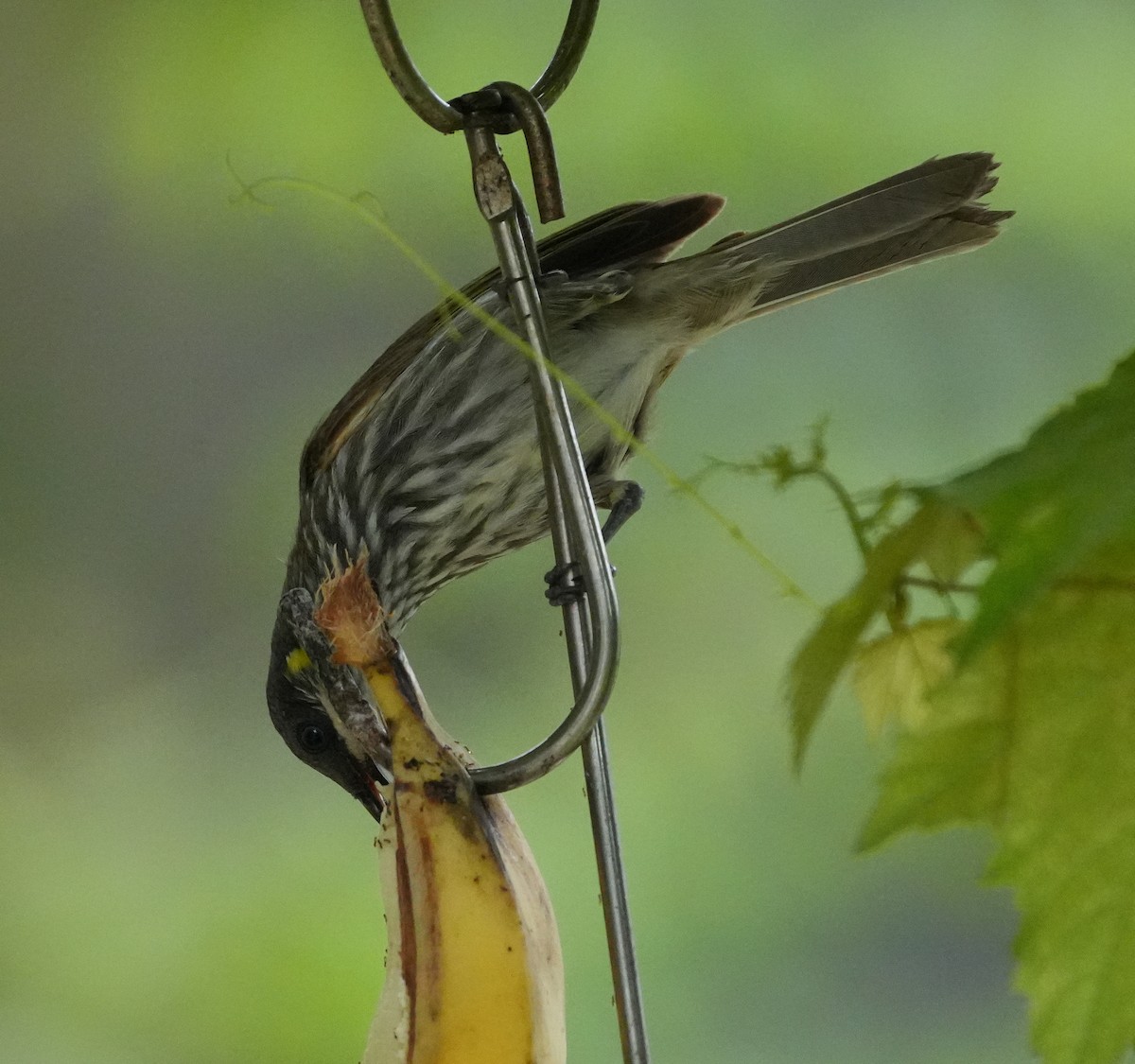 Streak-breasted Honeyeater - ML627945579