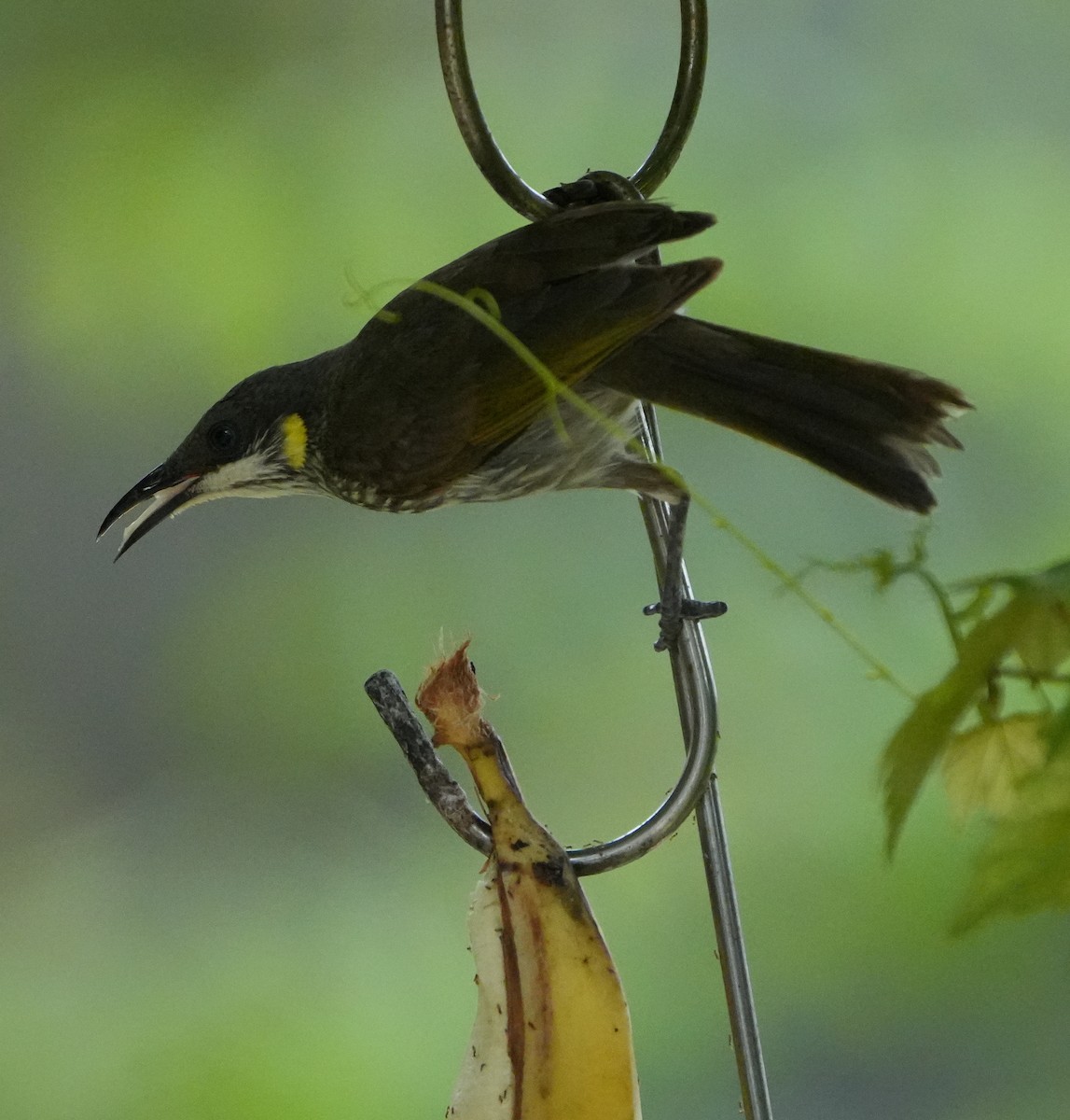 Streak-breasted Honeyeater - ML627945580