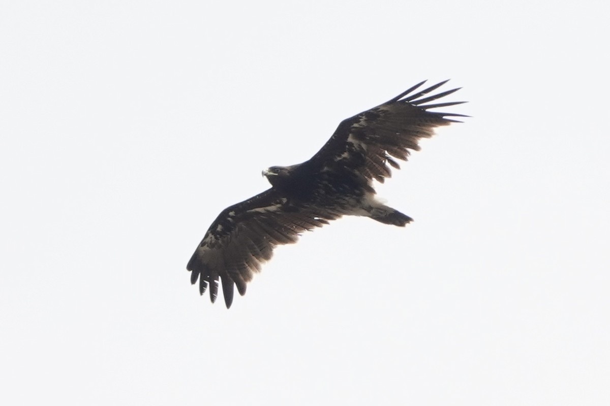 Greater Spotted Eagle - ML627945624