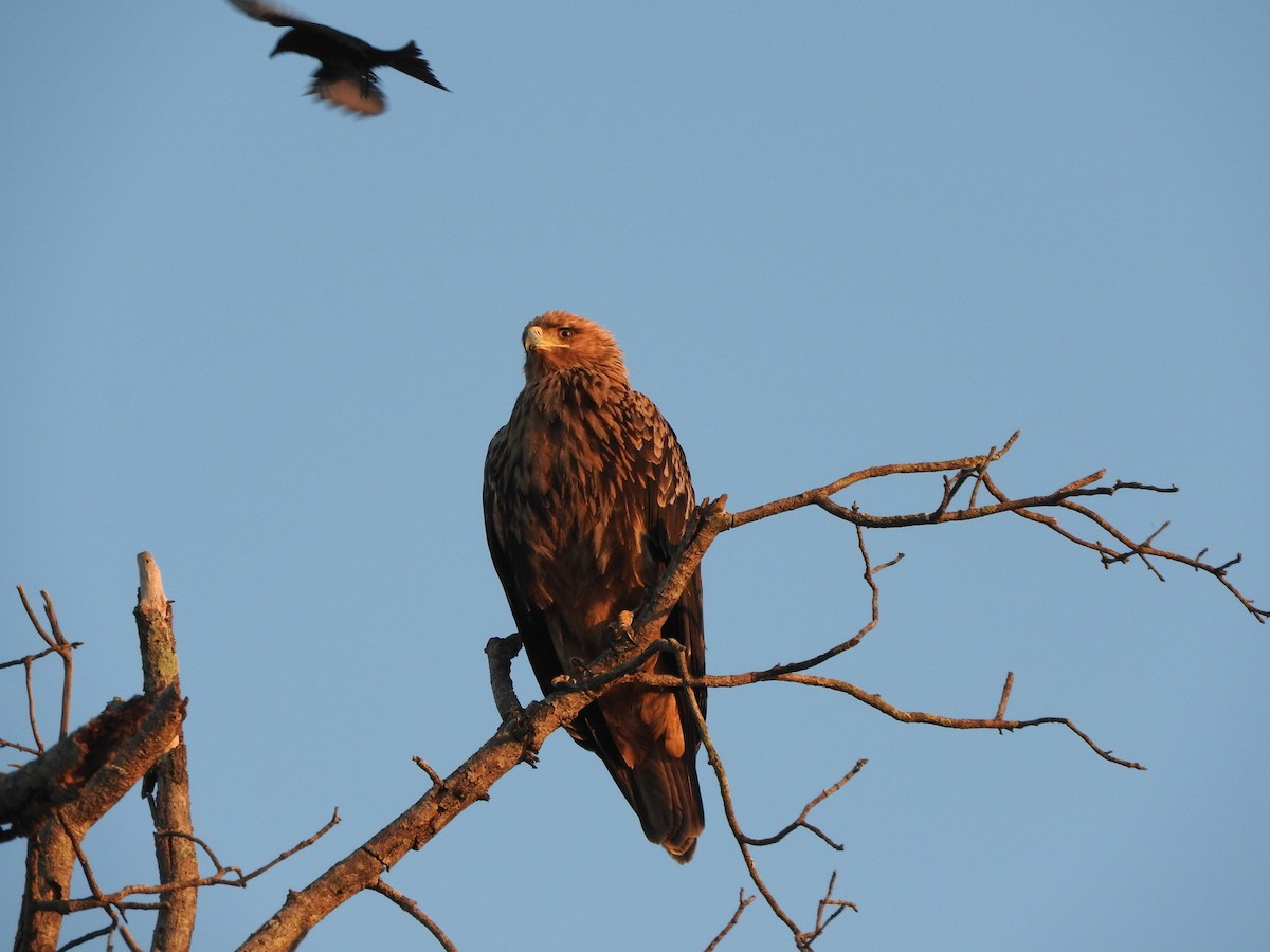 Tawny Eagle - ML627945627