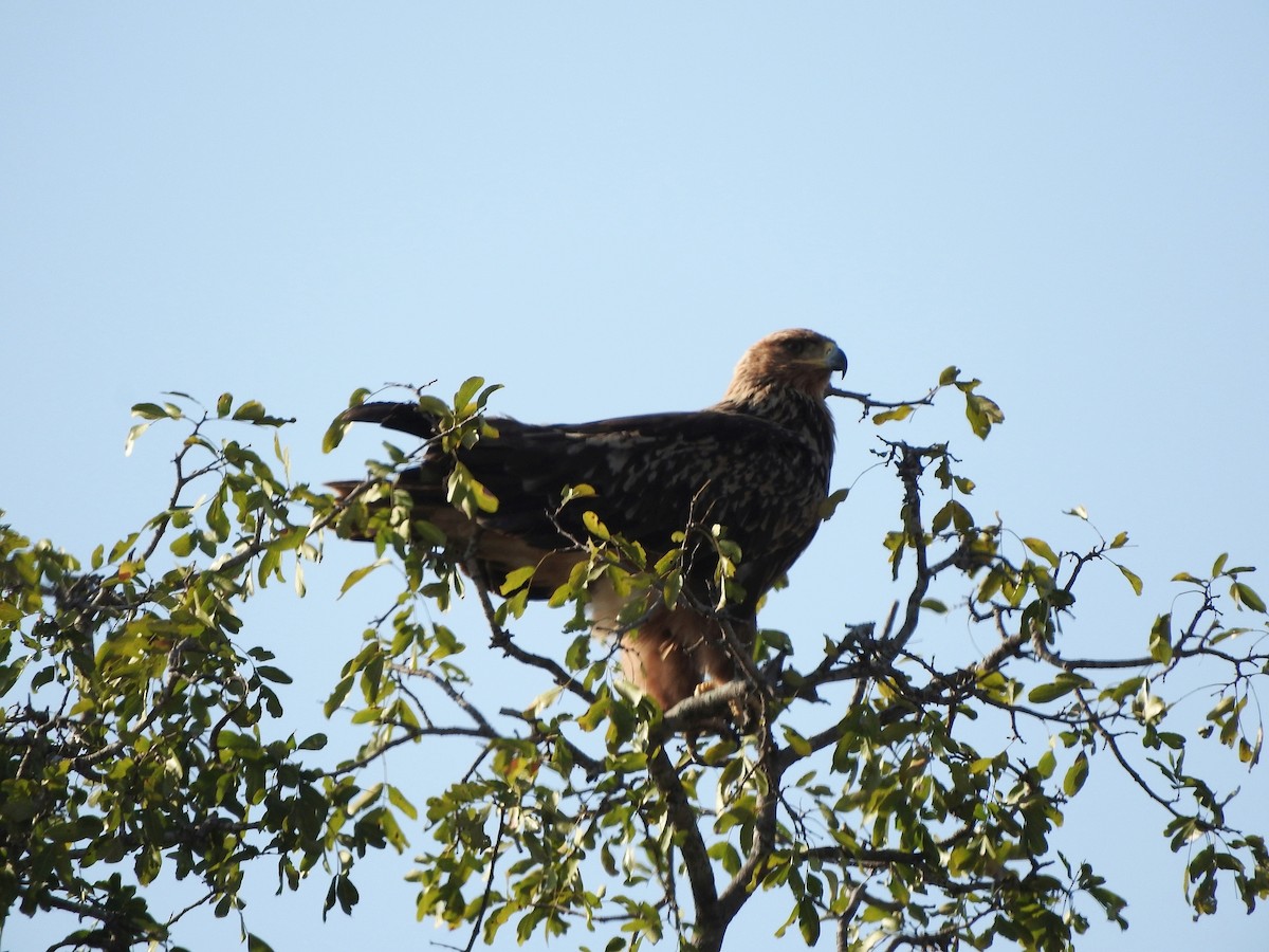 Tawny Eagle - ML627945629