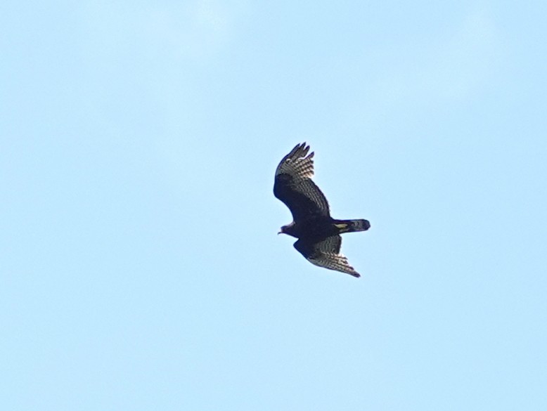 Zone-tailed Hawk - ML627945670