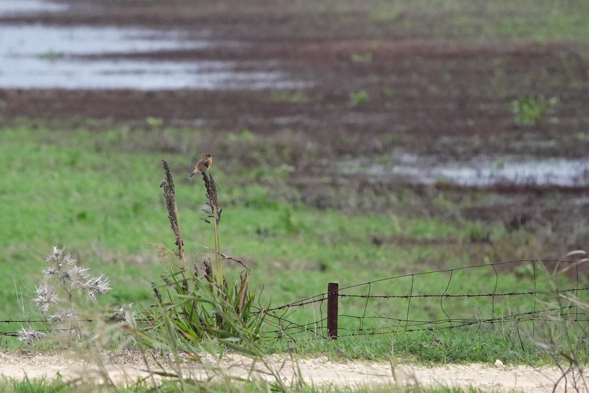 European Stonechat - ML627945750