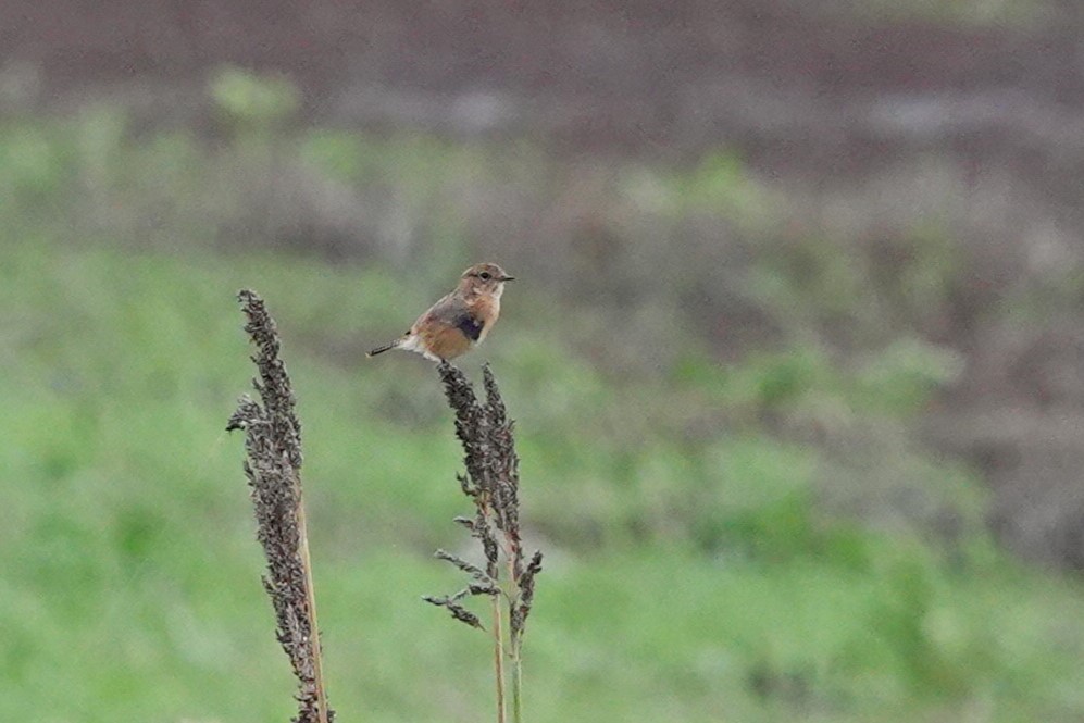 European Stonechat - ML627945837