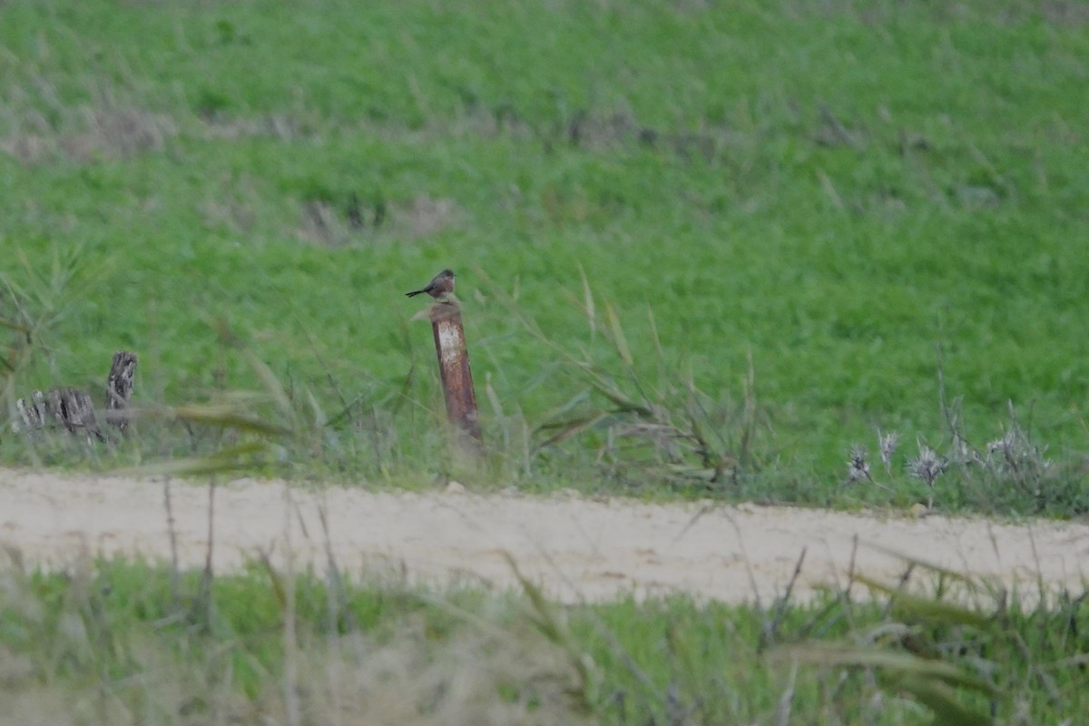 Dartford Warbler - ML627945862