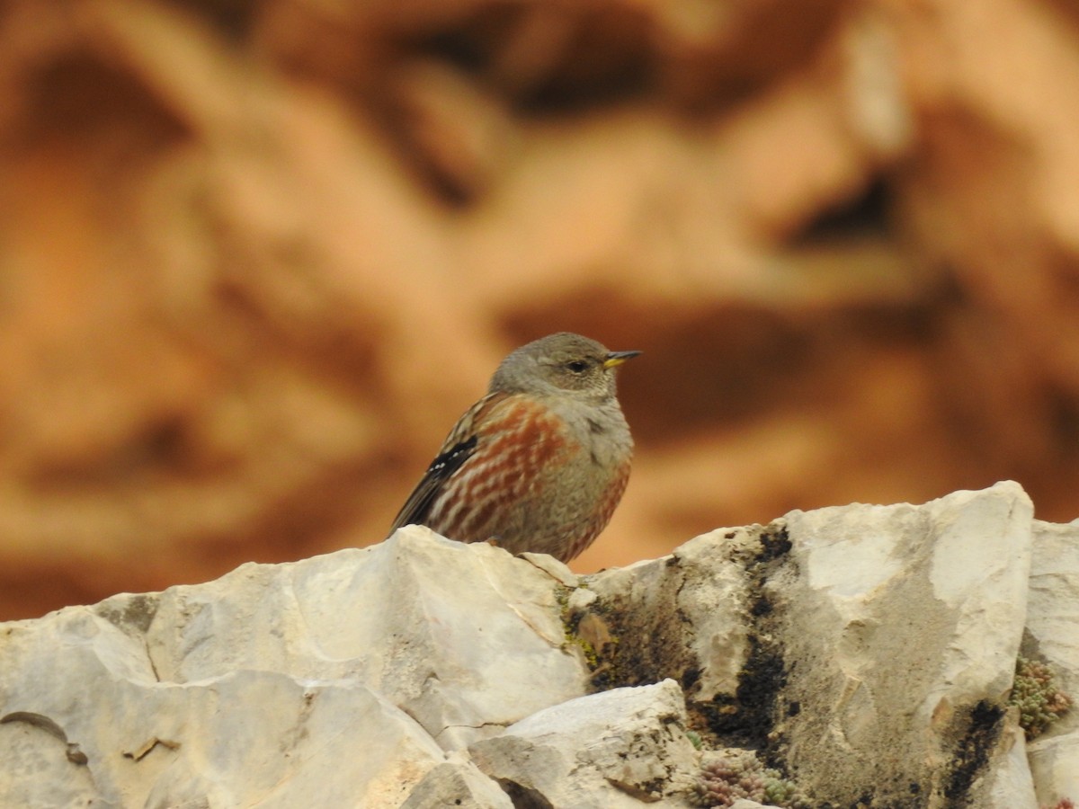 Alpine Accentor - ML627945889