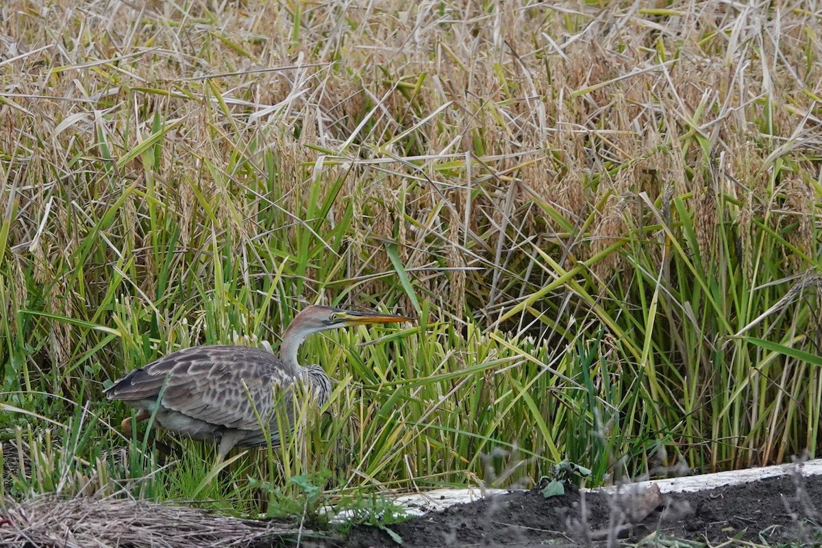 Purple Heron - ML627946068