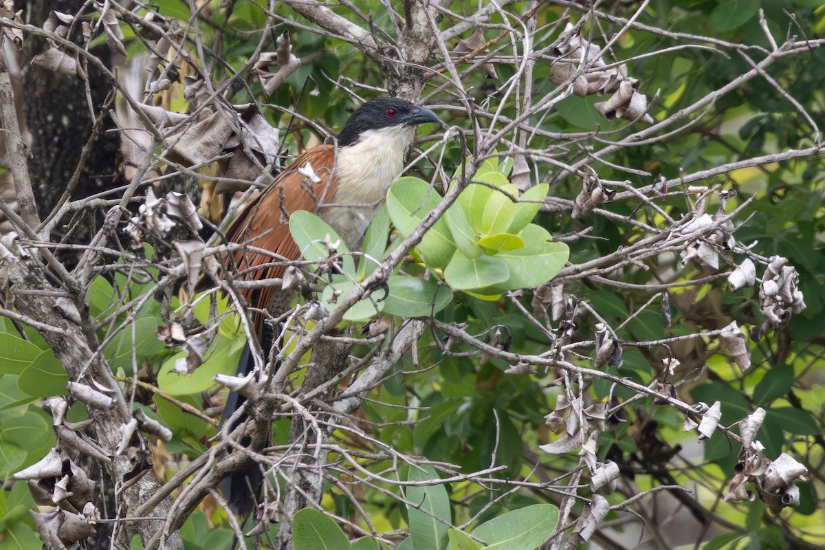 Burchell's Coucal - ML627946077