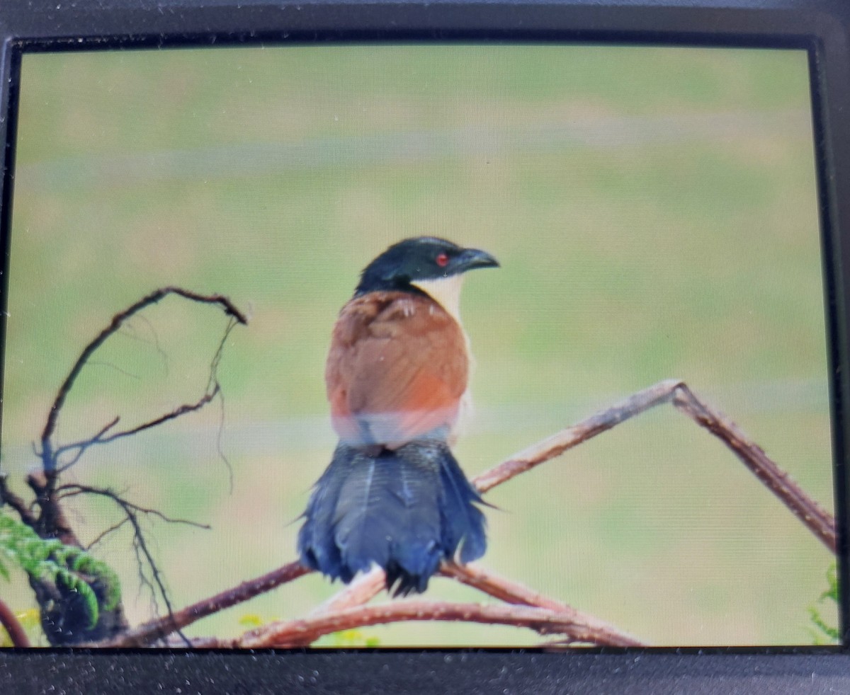 Burchell's Coucal - ML627946086