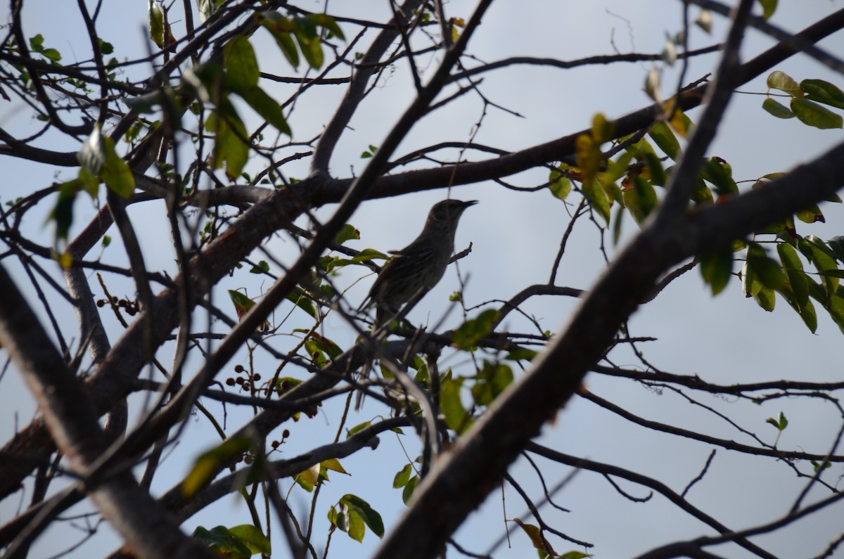 Bahama Mockingbird - ML627946123