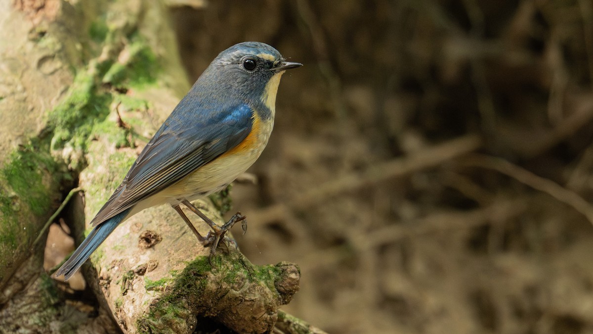Red-flanked/Qilian Bluetail - ML627946139