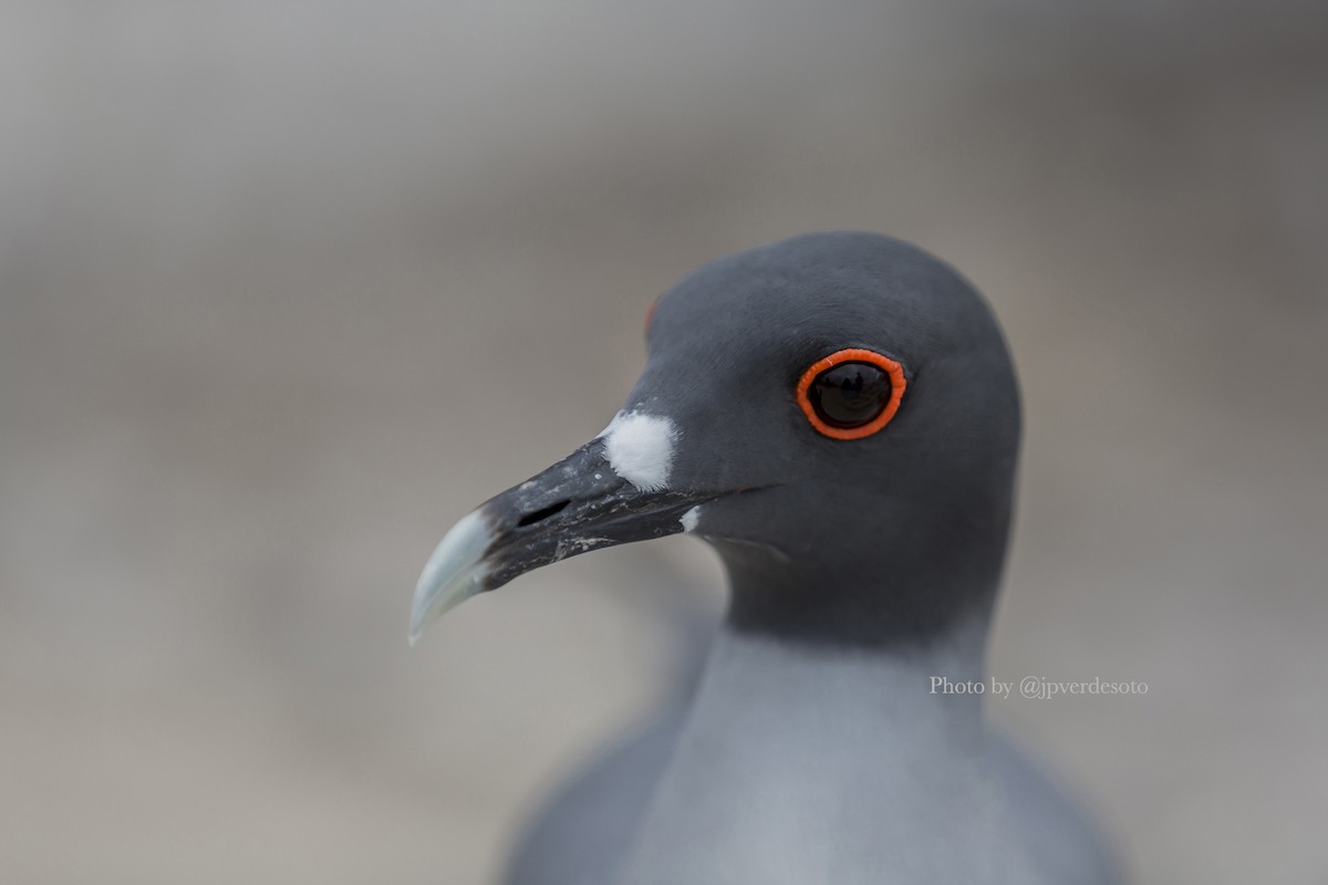 Gaviota Tijereta - ML627946152