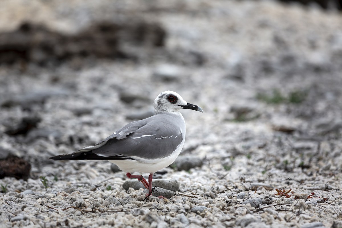 Gaviota Tijereta - ML627946156