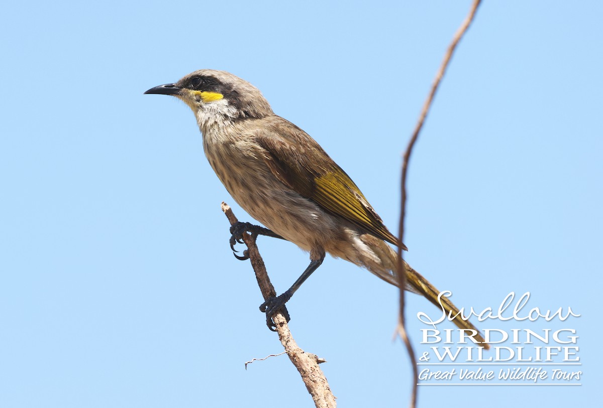 Singing Honeyeater - ML627946239
