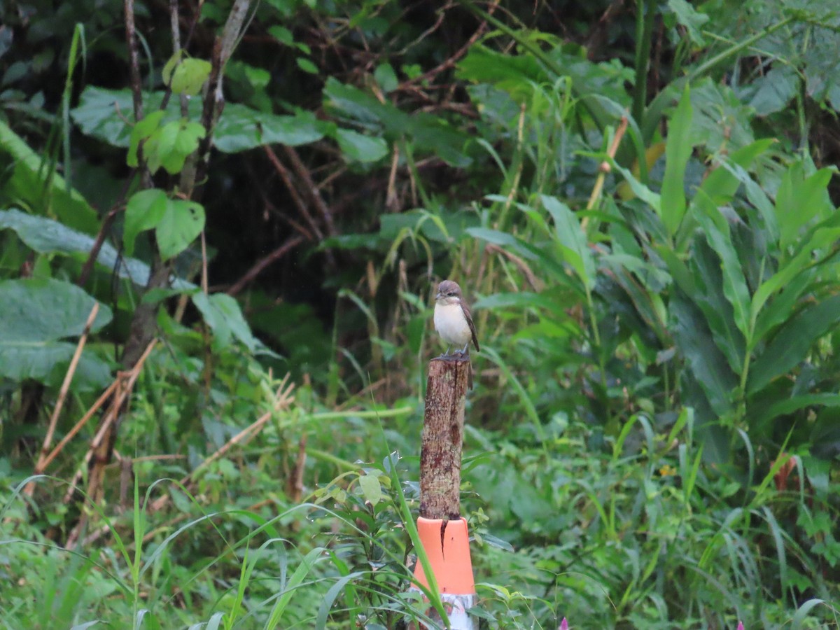 Brown Shrike (Brown) - ML627946263