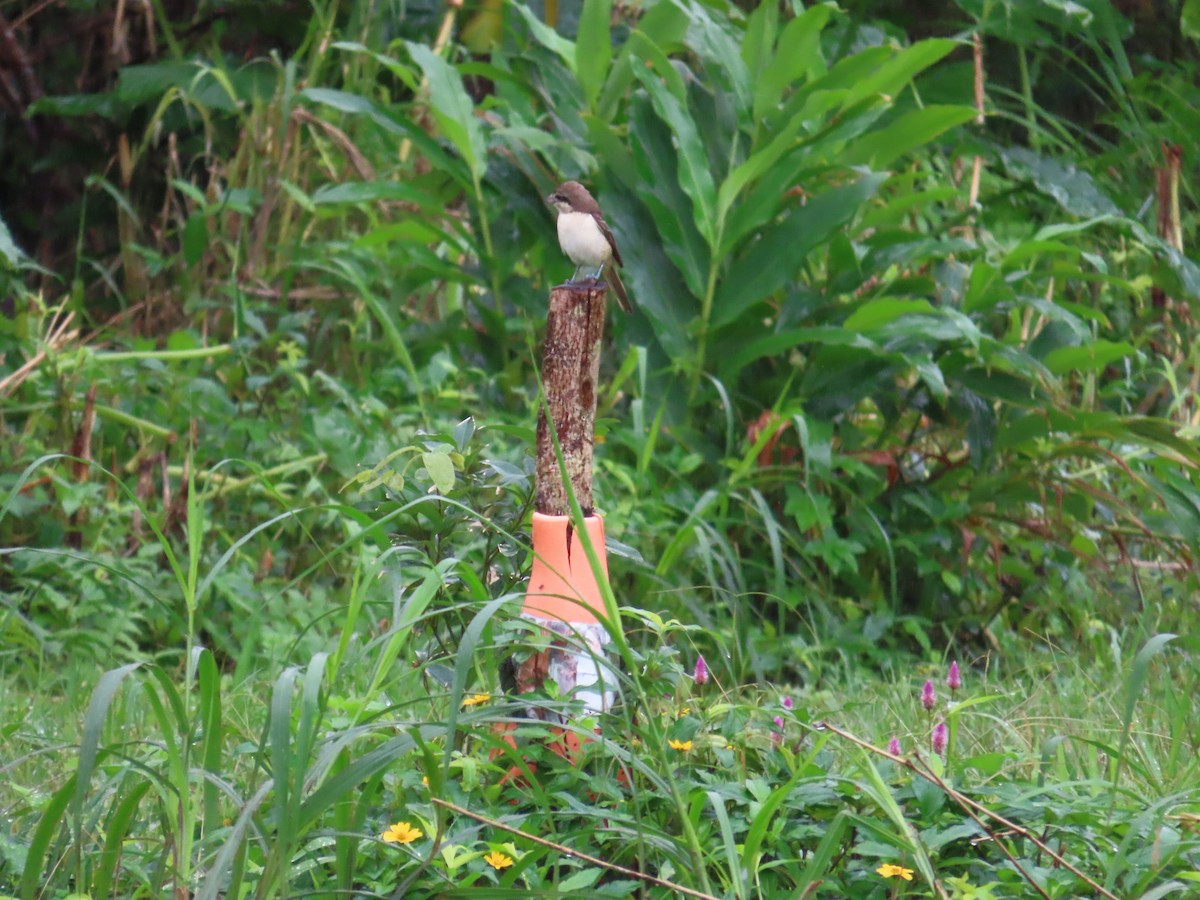 Brown Shrike (Brown) - ML627946264
