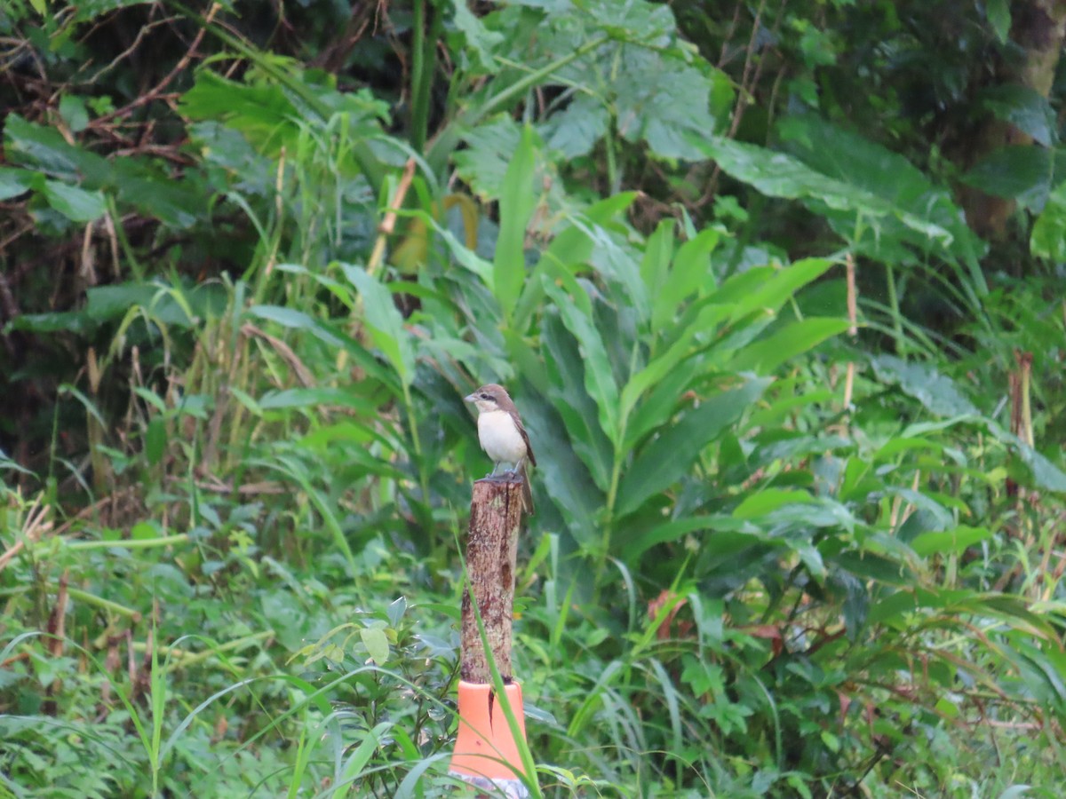 Brown Shrike (Brown) - ML627946265